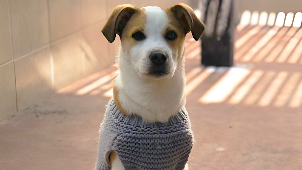 A nuestros amigos de cuatro patas